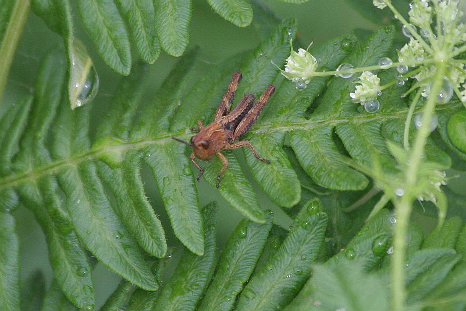 cavallette